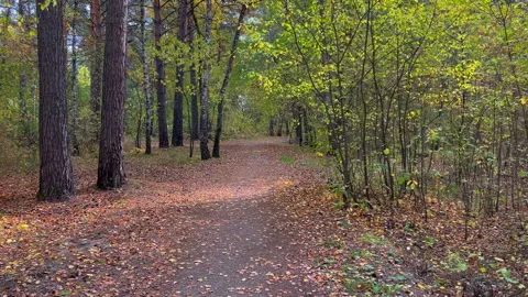 Autumn forest path with fallen leaves Stock Footage 314032525