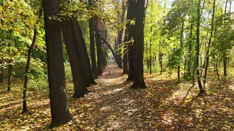 Autumn forest path with fallen leaves and lush green trees Stock Footage 314681858