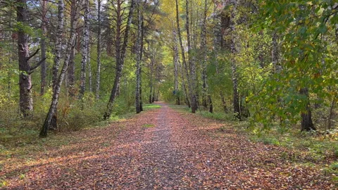 Autumn forest path with fallen leaves Stock Footage 314872676
