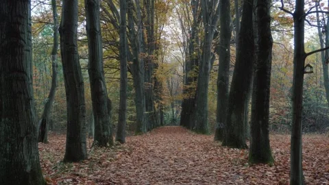 Autumn Forest Path With Fallen Leaves and Tall Trees Vídeos de archivo 327464506