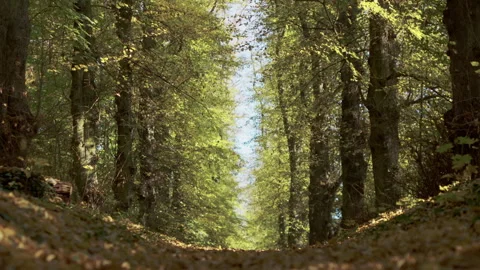 Autumn Forest Path with Falling Leaves and Sunlit Canopy 動画素材 289514334