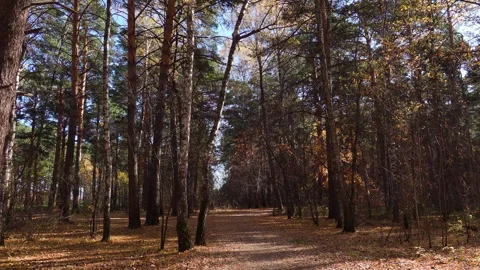 Autumn forest path with falling leaves Vídeo Stock 314032603