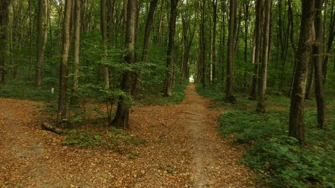 Autumn forest path Video stock 95817079