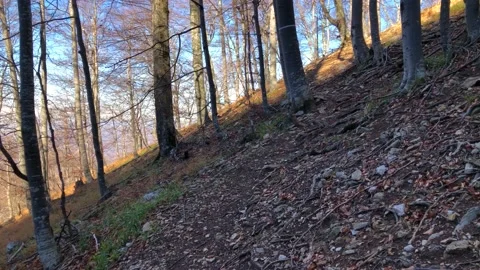 Autumn Forest Path Stock Footage 168838524