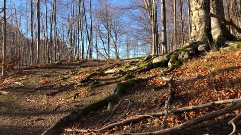 Autumn Forest Path Stock Footage 168838968