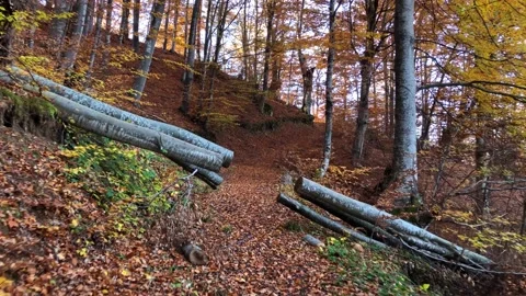 Autumn Forest Path Stock Footage 168839249