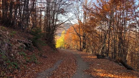 Autumn Forest Path Stock Footage 168839421