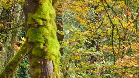 Autumn Forest Path with Golden Leaves and Pond Stock Footage 346196305