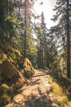 Autumn forest path landscape. Forest trail rocks in autumn season. Stock Photos