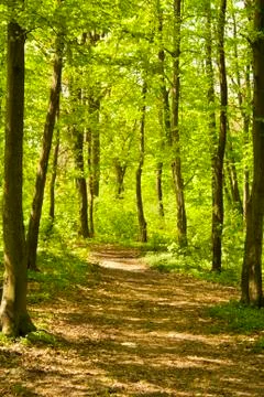 Autumn forest path Stock Photos