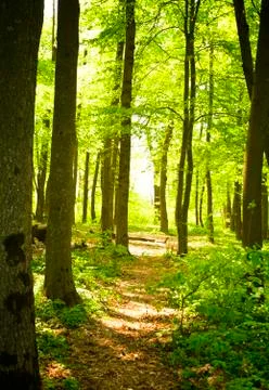 Autumn forest path Stock-Fotos
