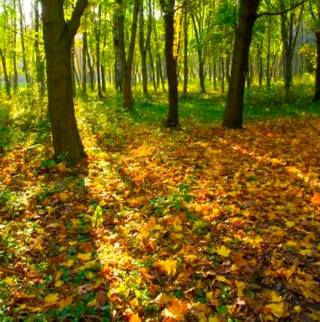 Autumn forest path Stock Photos