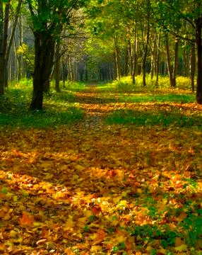 Autumn forest path Stock-Fotos