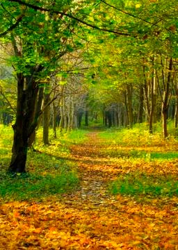 Autumn forest path Stock Photos