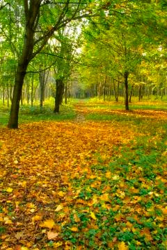 Autumn forest path Stock Photos