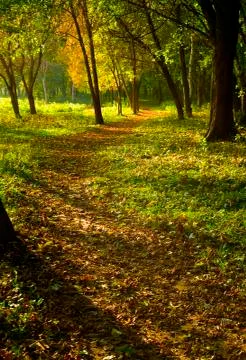 Autumn forest path Stock-Fotos