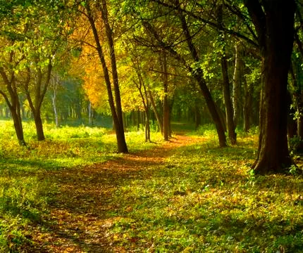 Autumn forest path Stock Photos