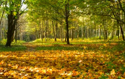 Autumn forest path Stock Photos