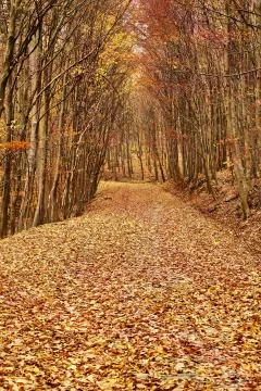 Autumn forest path Stock Photos