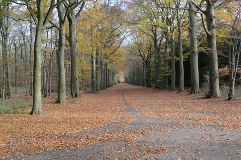 Autumn Forest Path Stock Photos