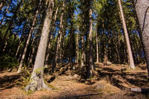Autumn forest with path Stock Photos