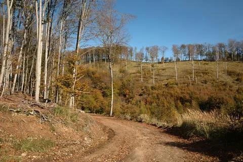 Autumn forest path Stock Photos