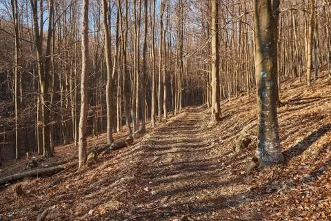 Autumn forest path Stock Photos