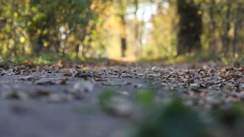 Autumn-forest-path 库存照片