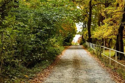 Autumn Forest Path 写真素材
