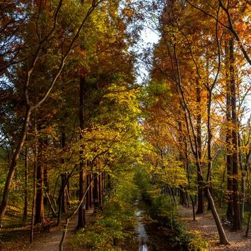 An autumn forest path Stockfoto's
