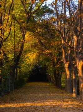 An autumn forest path Stockfoto's
