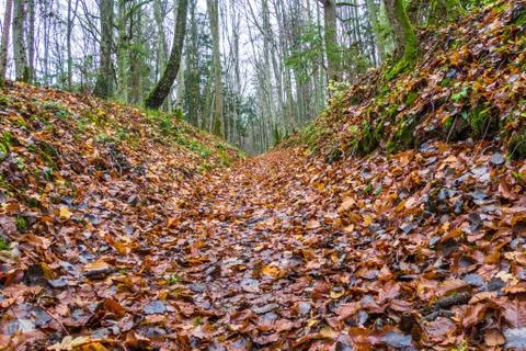 Autumn Forest Path Scene, Deep Forest Hiking Trail Stock Photos