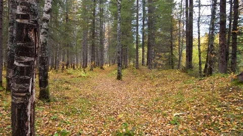 Autumn Forest Path in the Southern Urals, Russia Stock Footage 325453653