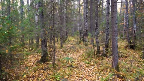 Autumn Forest Path in Southern Urals, Russia Stock Footage 325453752