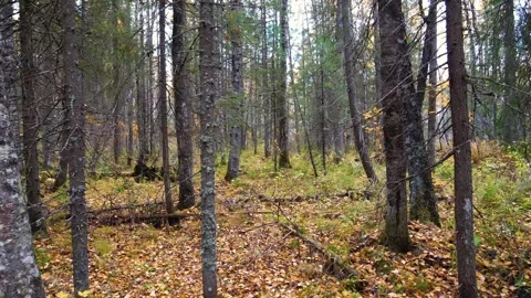 Autumn Forest Path in Southern Urals, Russia Stock Footage 325453904