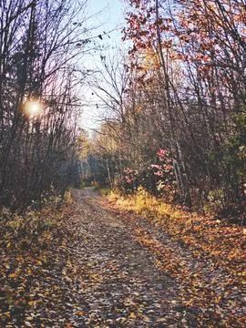 Autumn forest path with sunlight filtering through trees Stock Photos