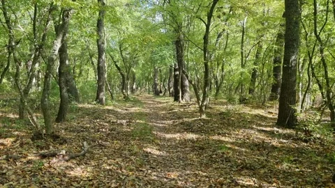 Autumn Forest Path with Sunlight Stock Footage 320161705