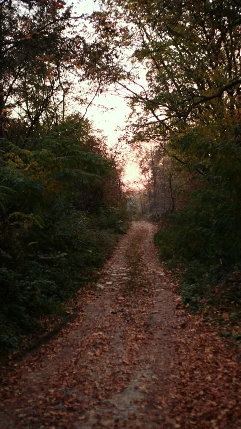 Autumn Forest Path at Sunset Vídeos de archivo 293152250
