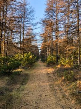 Autumn forest path at sunset Stock Photos