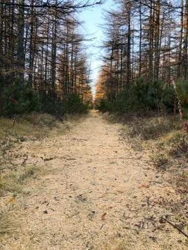 Autumn forest path at sunset Stock Photos