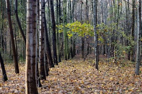 Autumn forest path surrounded by trees with colorful leaves on the ground Stock Photos
