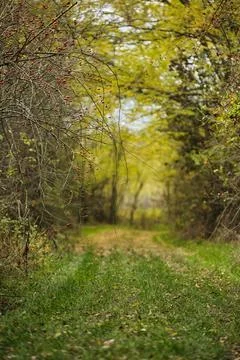 Autumn Forest Path Surrounded by Wild Berries and Trees Stock Photos