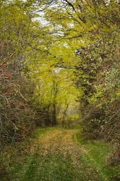 Autumn Forest Path Surrounded by Wild Berries and Trees Stock Photos