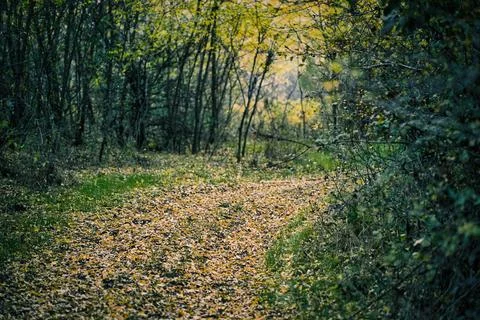 Autumn Forest Path Surrounded by Wild Berries and Trees Stock Photos
