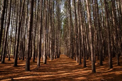 Autumn forest path with tall trees at Mont-Tremblant, Quebec. Stock Photos