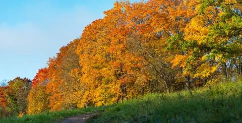 Autumn forest path. Texture background. Orange color tree, red brown maple Stock Photos