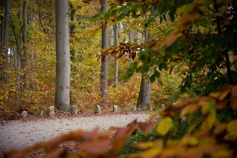 Autumn Forest Path Through the Trees Stock Photos