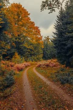 Autumn Forest Path with Trees Stock Photos