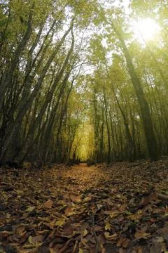 Autumn forest path wide angle shot Stock Photos