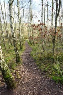 Autumn Forest Path Winding Through Birch Trees In Gedling Country Park, England. Stock Photos
